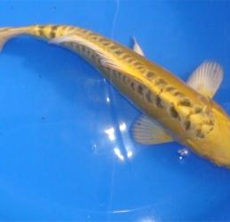 Aquatika - KARPIE KOI - Wólka Podleśna - Internetowy Sklep akwarystyczny